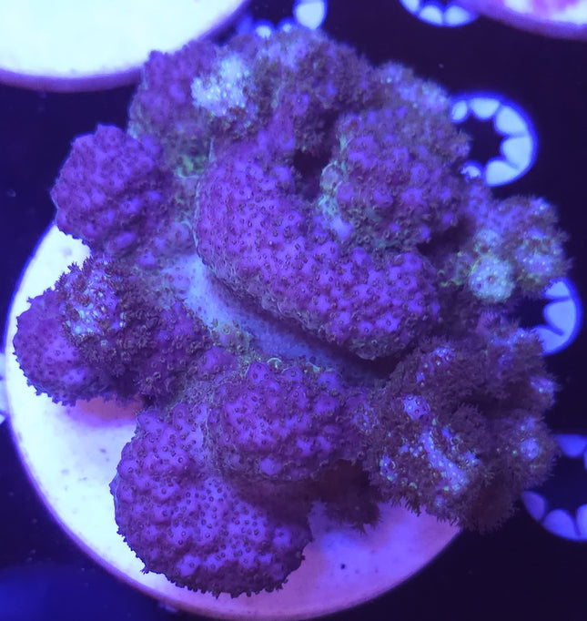 5" Pocillopora Coral SPS Green / Purple