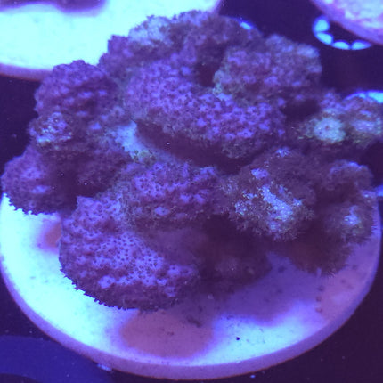 5" Pocillopora Coral SPS Green / Purple
