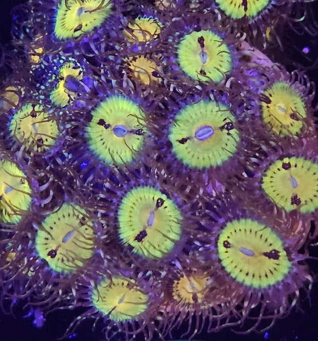 Banner image for: <h4>Butt Muncher Palythoas</h4>