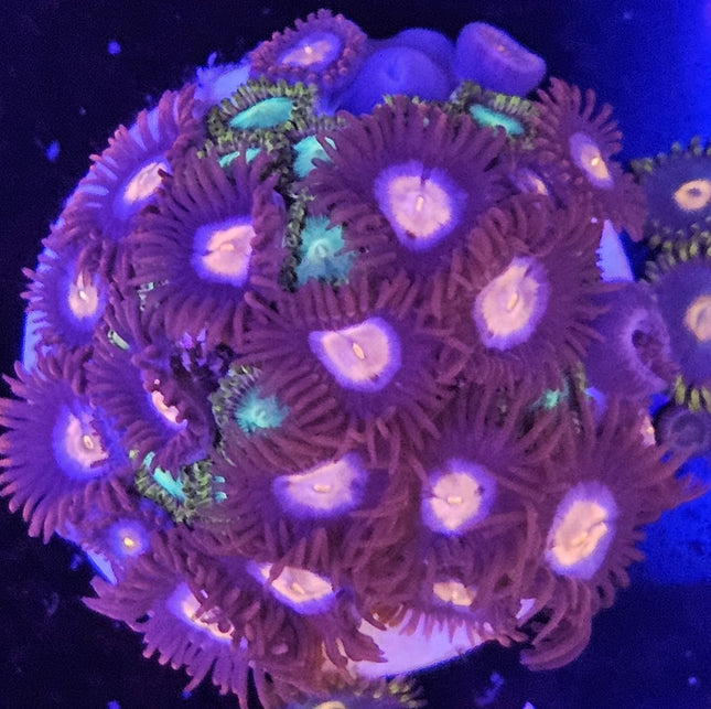 Glow Pop  (17 Heads) & King Midas (6 Heads) Combination Zoanthids Colony
