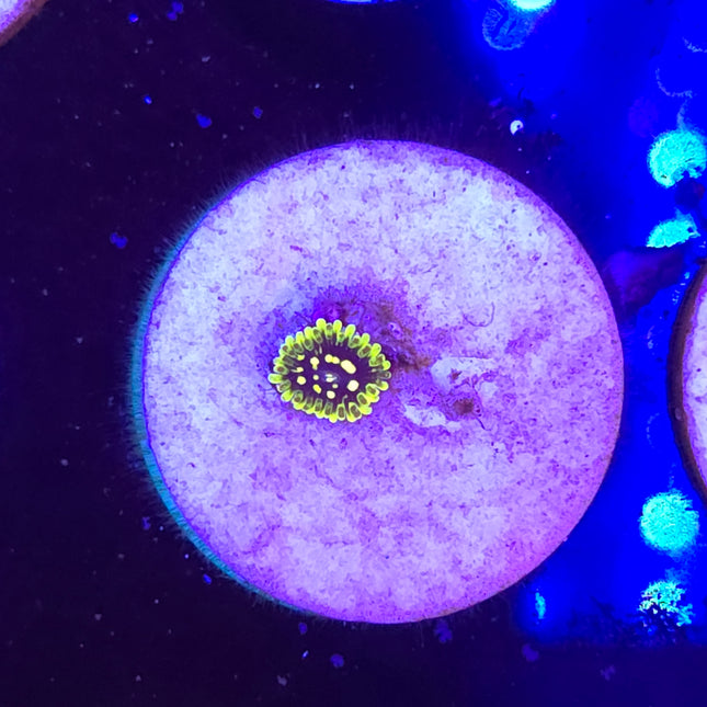 Exosphere Zoanthid (1 Head)