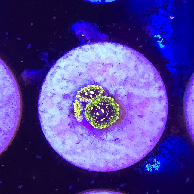 Exosphere Zoanthid (3 Head)