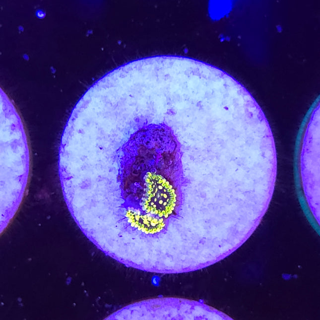 Exosphere Zoanthid (2 Head)
