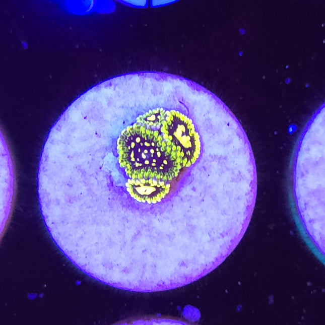 Exosphere Zoanthid (4 Head)