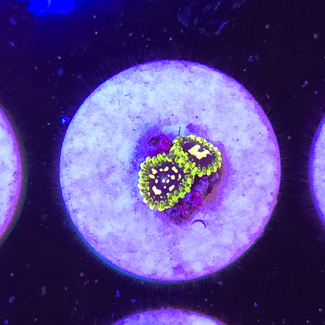 Exosphere Zoanthids (2 Heads)