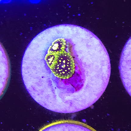 Exosphere Zoanthids (3 Heads)