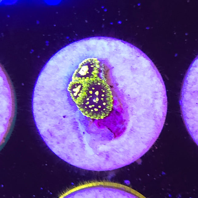 Exosphere Zoanthids (3 Heads)