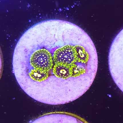Exosphere Zoanthid (6 Heads)