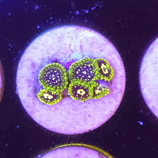 Exosphere Zoanthid (6 Heads)