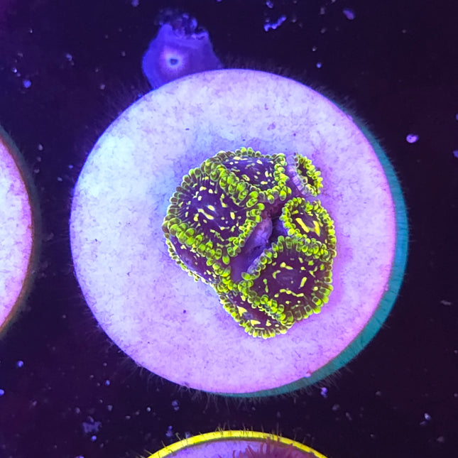 Exosphere Zoanthid (7 Heads)