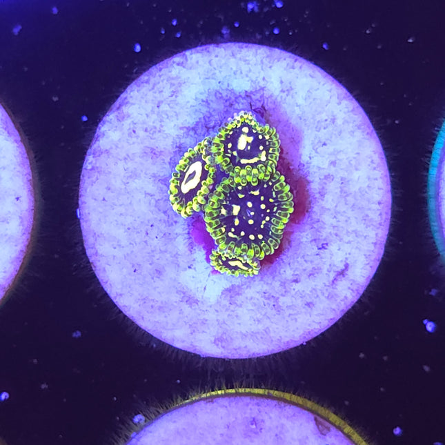 Exosphere Zoanthid (4 Head)