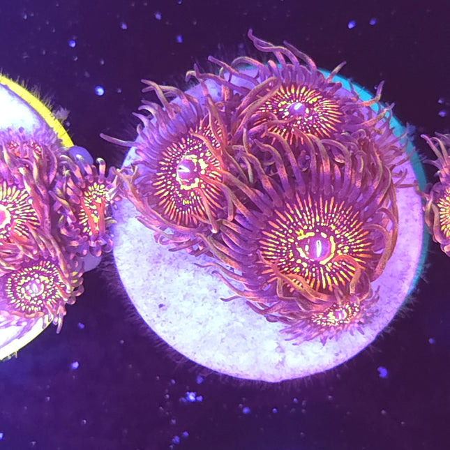 Nightcrawler Palythoas (5 Heads)