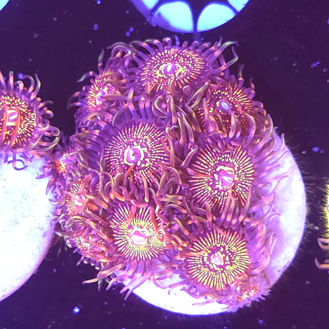 Nightcrawler Zoanthids (8 Heads)