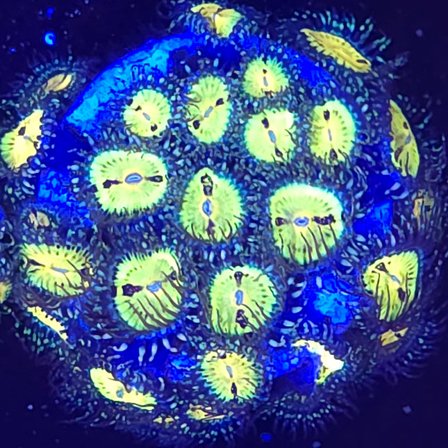 Butt Muncher Zoanthids (33 Heads)