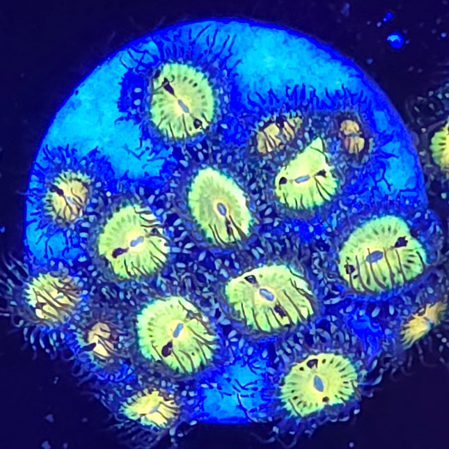 Butt Muncher Zoanthids (13 Heads)