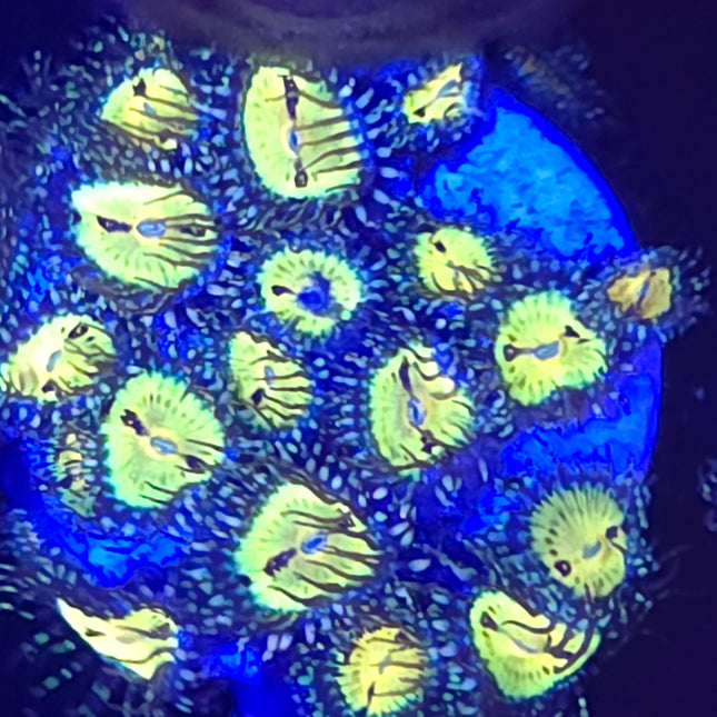 Butt Muncher Zoanthids (24 Heads)