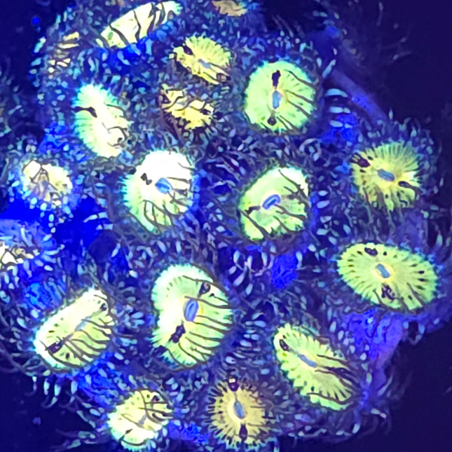 Butt Muncher Zoanthids (20 Heads)