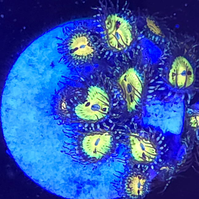 Butt Muncher Zoanthids (10 Heads)