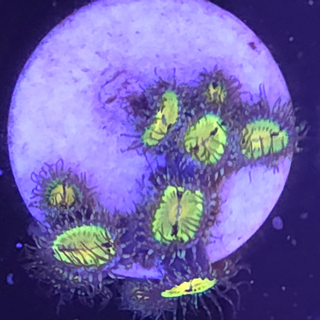 Butt Muncher Zoanthids (8 Heads)