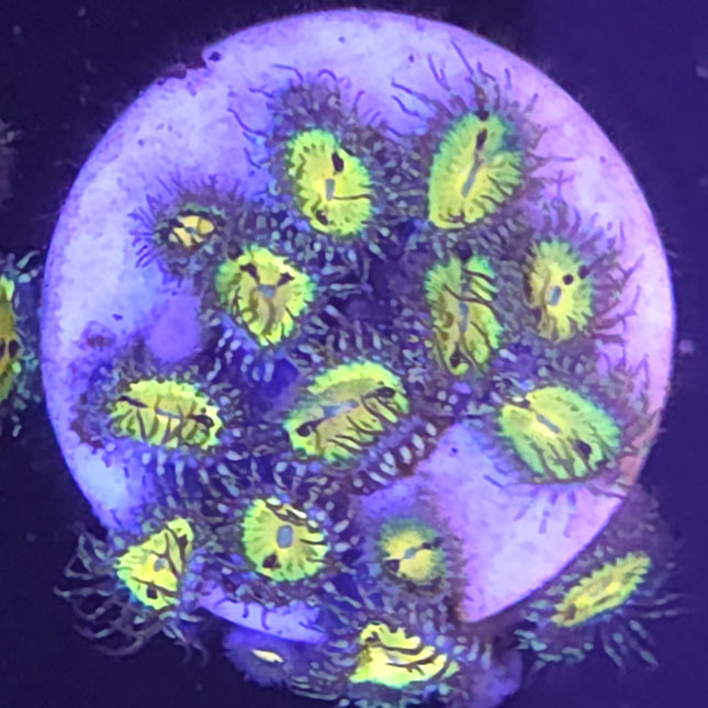 Butt Muncher Zoanthids (15 Heads)