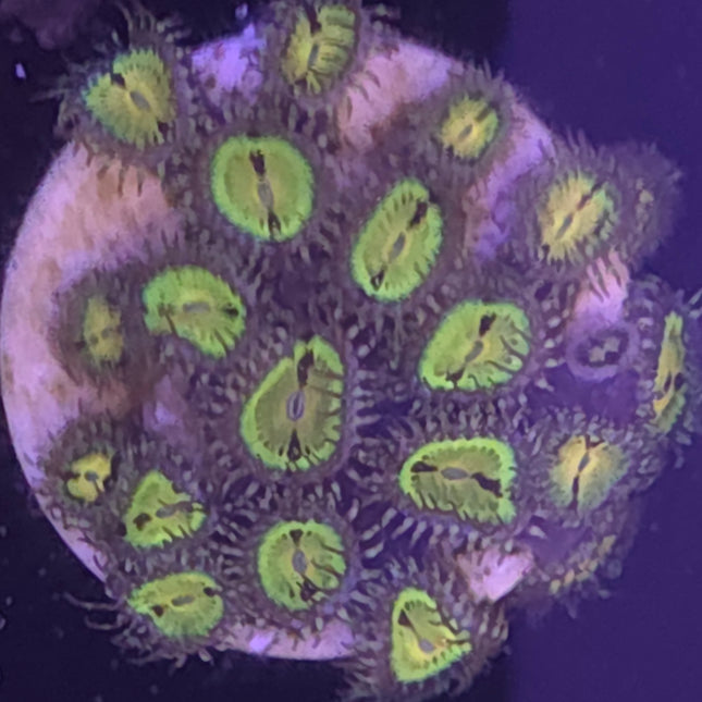 Butt Muncher Zoanthids (20 Heads)
