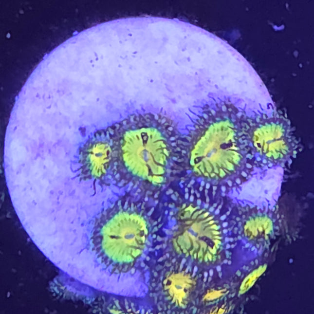 Butt Muncher Zoanthids (12 Heads)