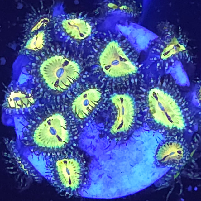 Butt Muncher Zoanthids (14 Heads)