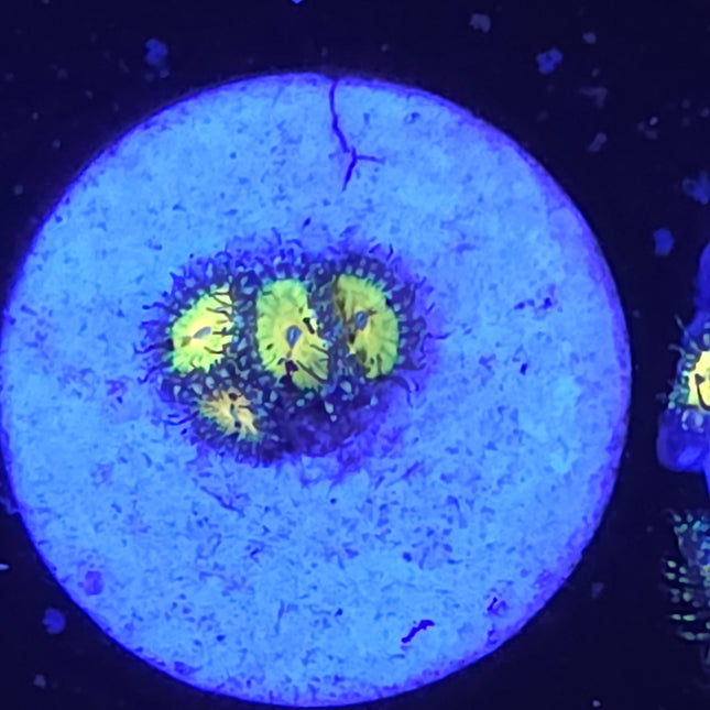 Butt Muncher Zoanthids (4 Heads)