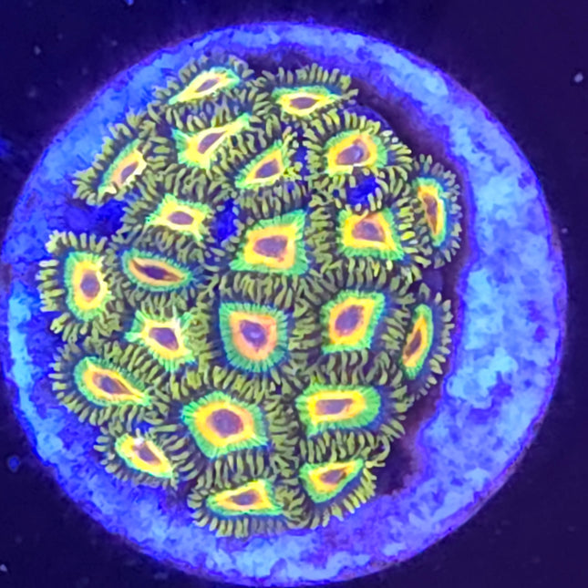 Rasta Zoanthid (21 head)