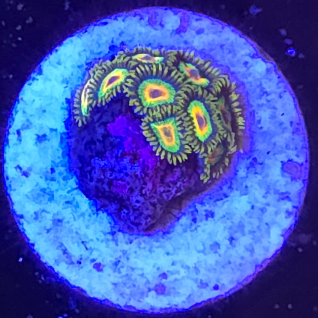 Rasta Zoanthids (10 Heads)