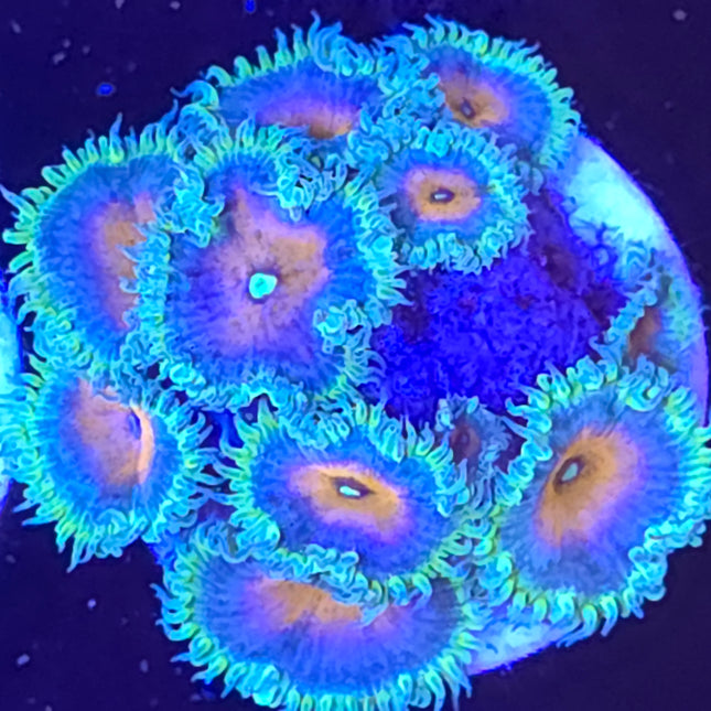 Captain America Palythoas (21 Heads)