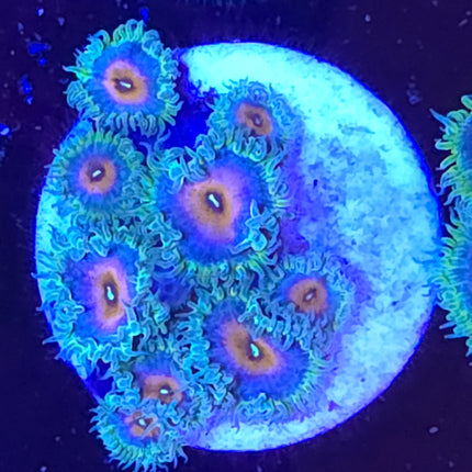 Captain America Palythoas (9 Heads)