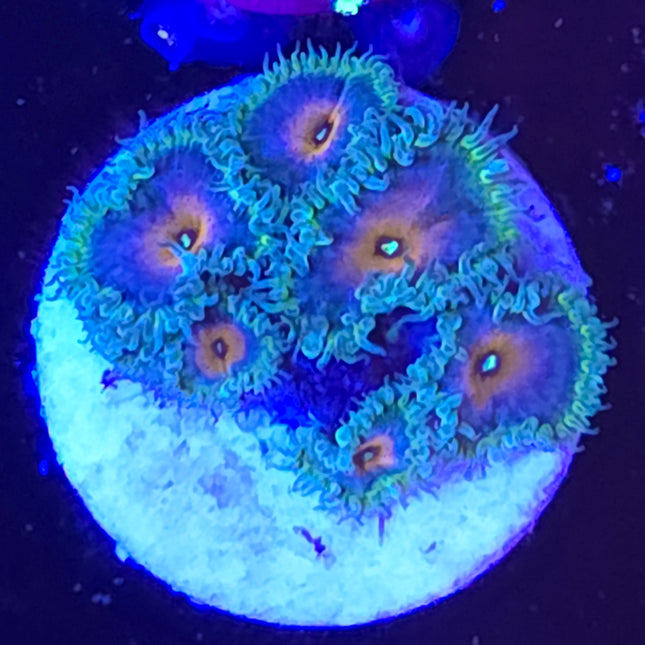 Captain America Palythoas (6 Heads)
