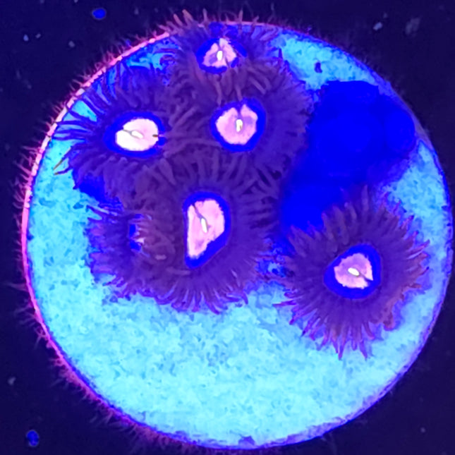Glow Pop Zoanthids (5 Heads)