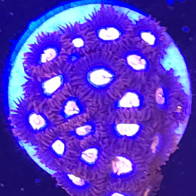 Glow Pop Zoanthids (21 Heads)