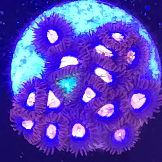 Glow Pop  (14 Heads) & King Midas (1 Heads) Combination Zoanthids Colony