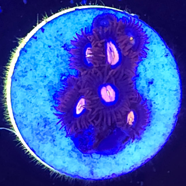Glow Pop Zoanthids (6 Heads)