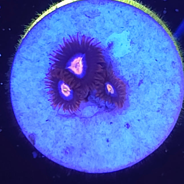 Glow Pop Zoanthids (4 Heads)