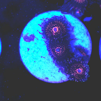 Nightcrawler Palythoas