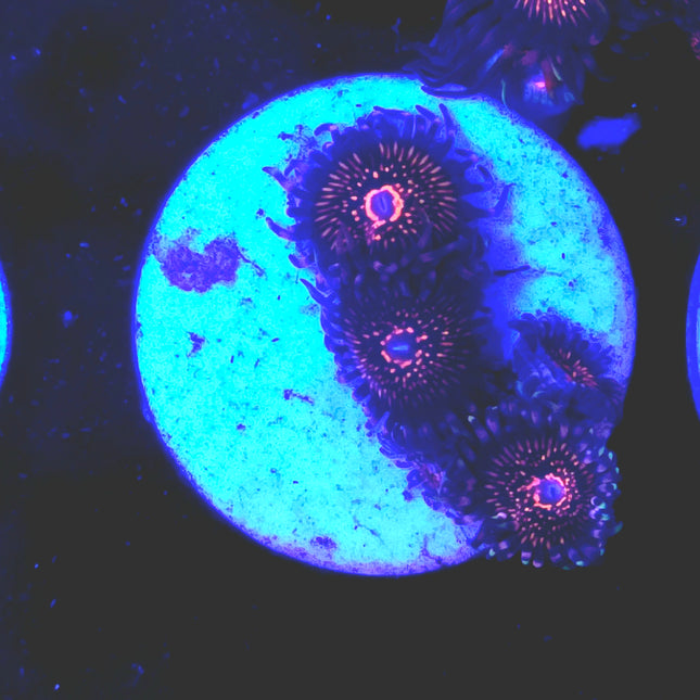 Nightcrawler Palythoas