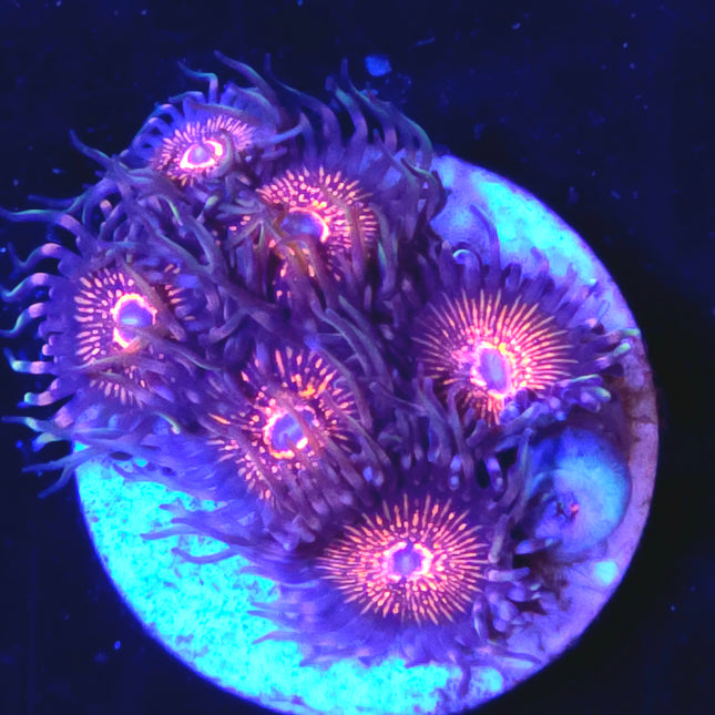 Nightcrawler Palythoas