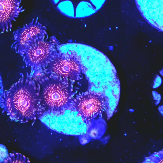 Nightcrawler Palythoas