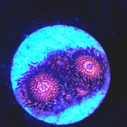 Nightcrawler Palythoas