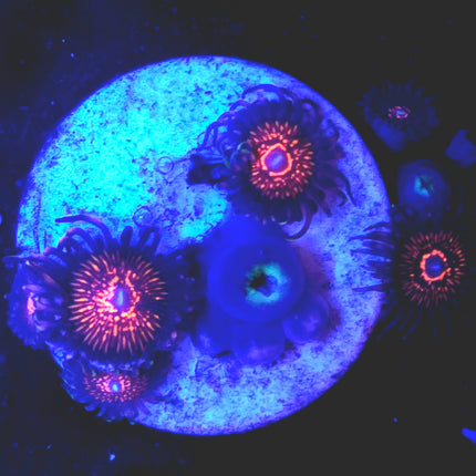 Nightcrawler Palythoas