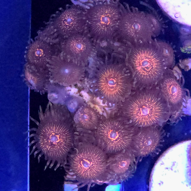 Nightcrawler Palythoas