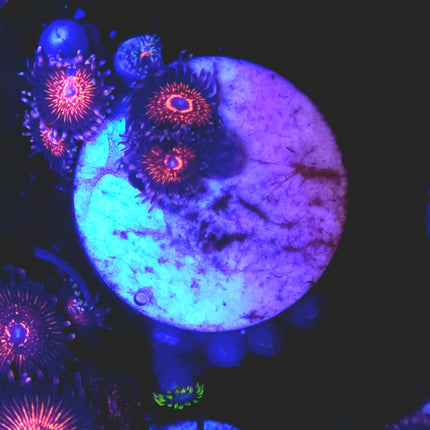 Nightcrawler Palythoas