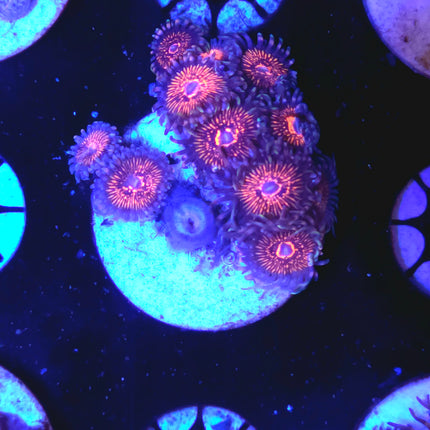 Nightcrawler Palythoas