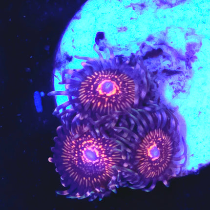 Nightcrawler Palythoas