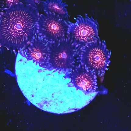 Nightcrawler Palythoas