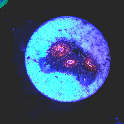 Nightcrawler Palythoas